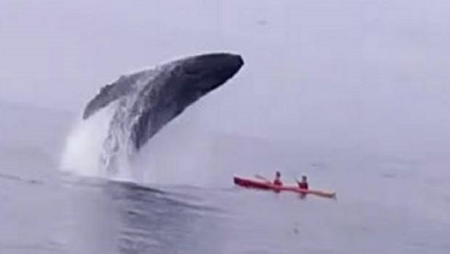 El vídeo viral de una ballena aplastando una piragua