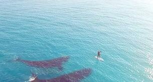 El increíble vídeo de dos ballenas rodeando a un surfista