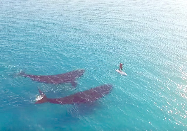El increíble vídeo de dos ballenas rodeando a un surfista