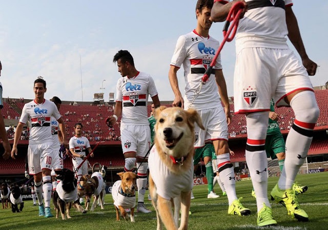 La maravillosa razón por la que los jugadores del Sao Paulo saltaron al campo con perros La maravillosa razón por la que los jugadores del Sao Paulo saltaron al campo con perros