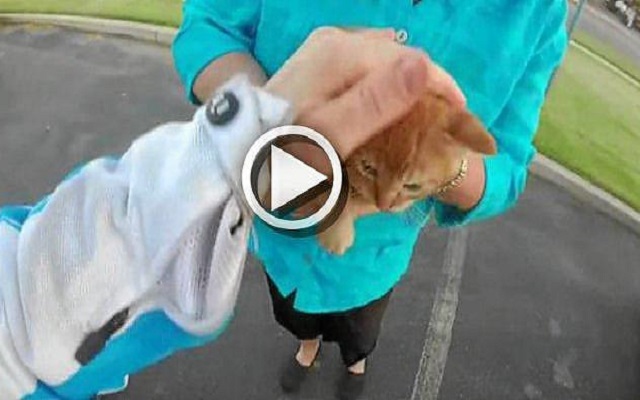 Una motorista se juega el tipo para salvar a un gatito de ser atropellado Una motorista se juega el tipo para salvar a un gatito de ser atropellado