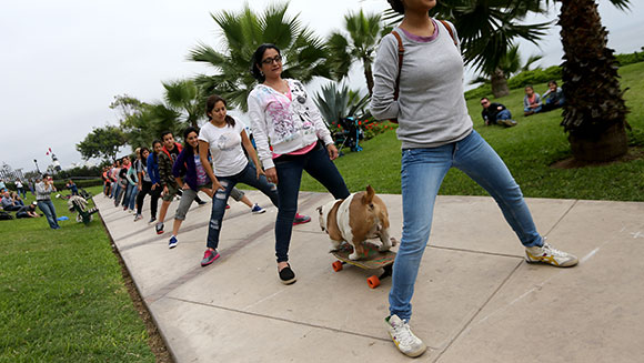 Otto, el bulldog skater, logra un record del mundo