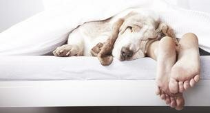 Los beneficios de dormir con perros