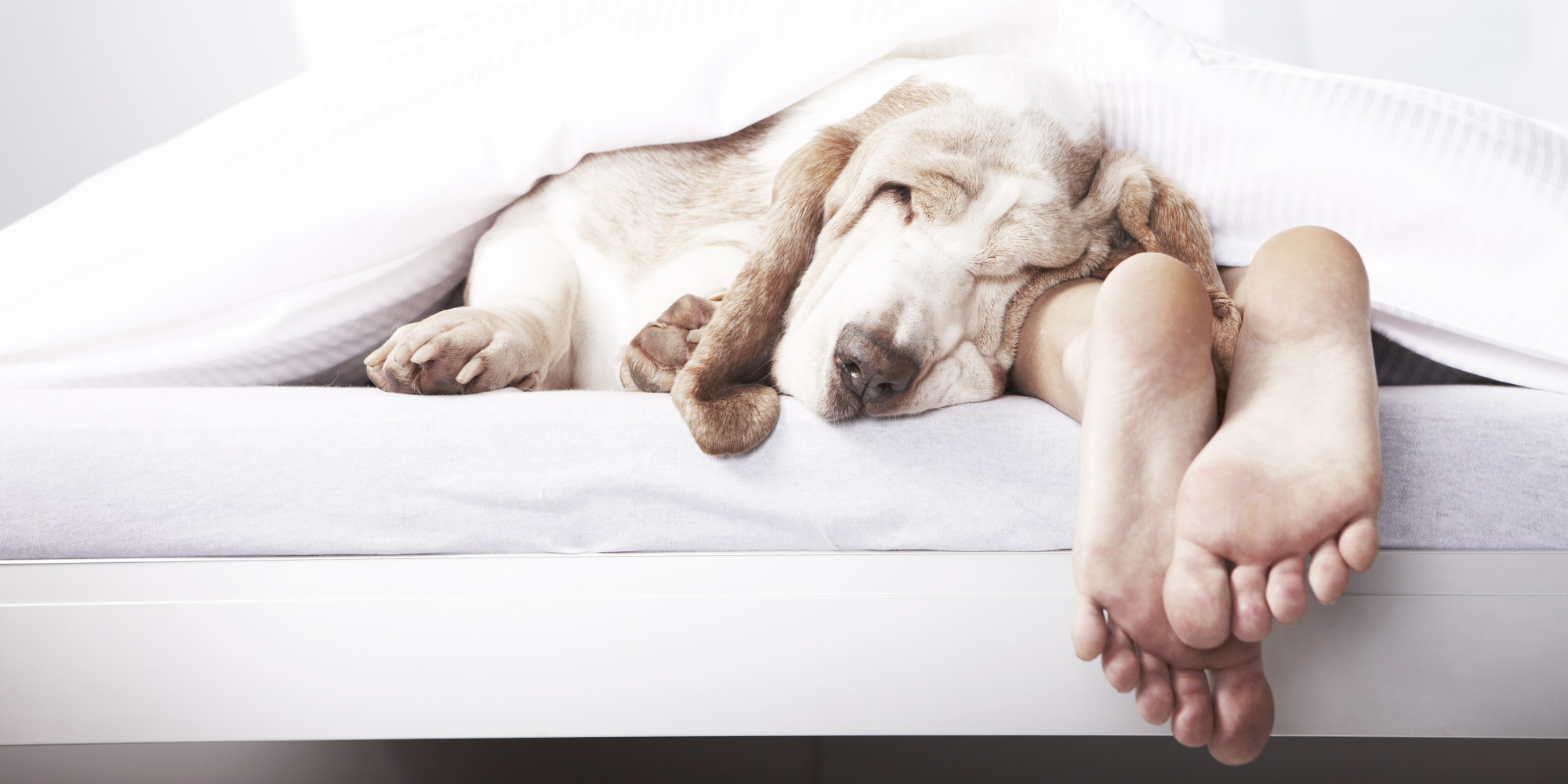 Los beneficios de dormir con perros