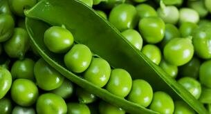 Los 5 maravillosos beneficios del guisante verde