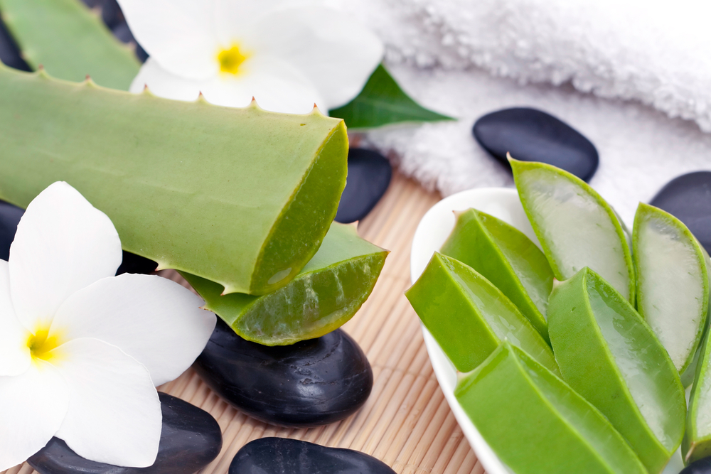 Los problemas del aloe vera Los problemas del aloe vera