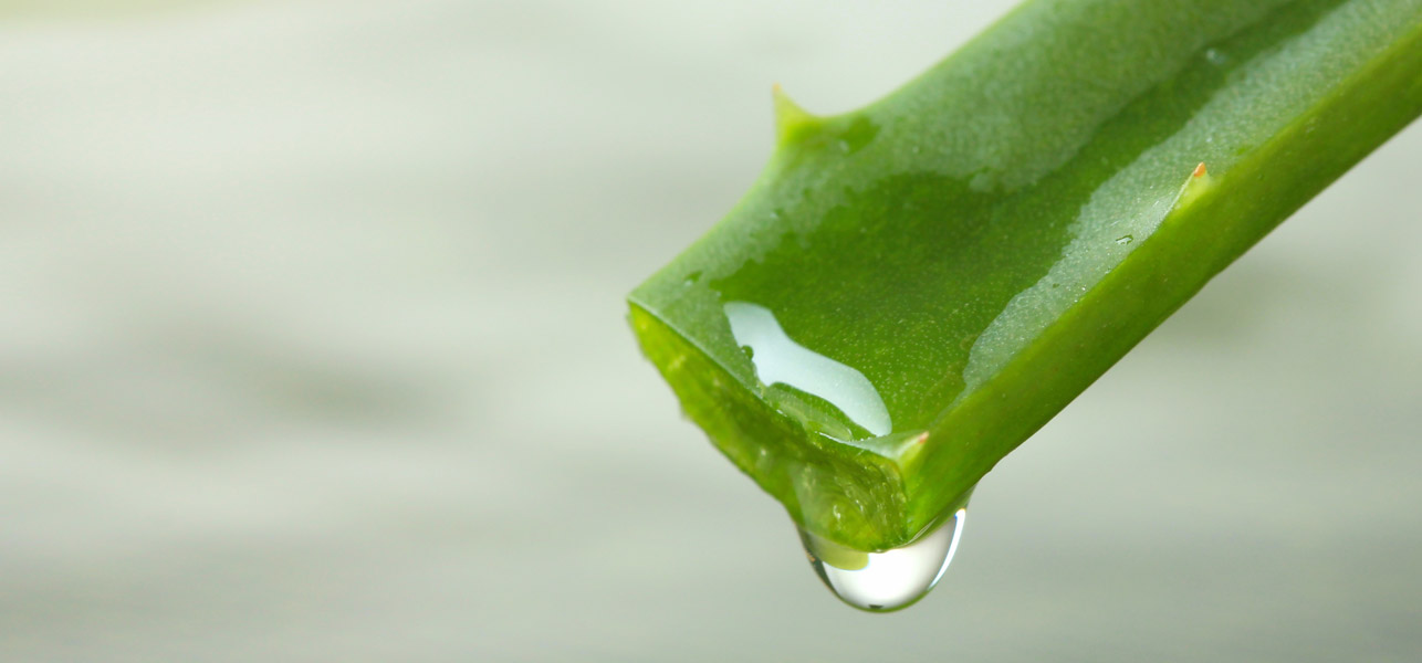 Las milagrosas propiedades de la aloe vera