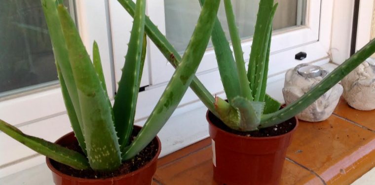 aloe vera en casa