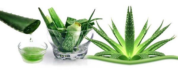 Aloe vera como medicina