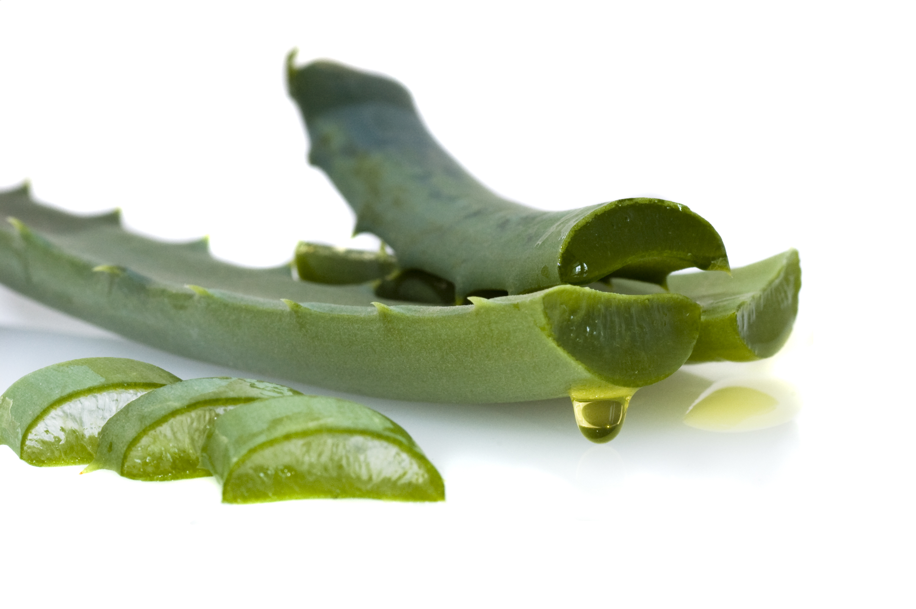 Los sorprendentes beneficios del aloe vera Los sorprendentes beneficios del aloe vera