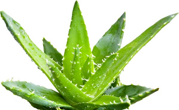 Intolerancia y alergia al aloe vera