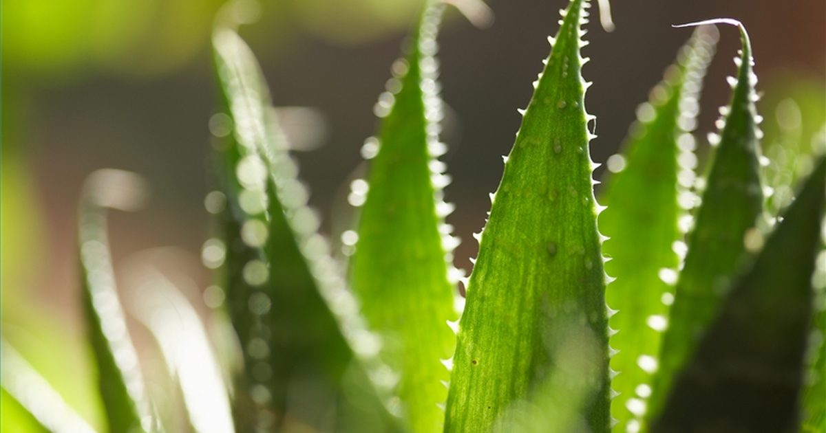 ¿Es tóxico el aloe vera?