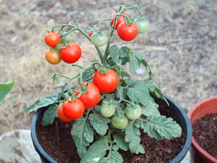 tomates en casa