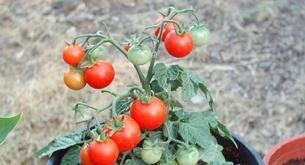 la forma más rápida de plantar tomates