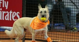 Perros recogepelotas para fomentar la adopción