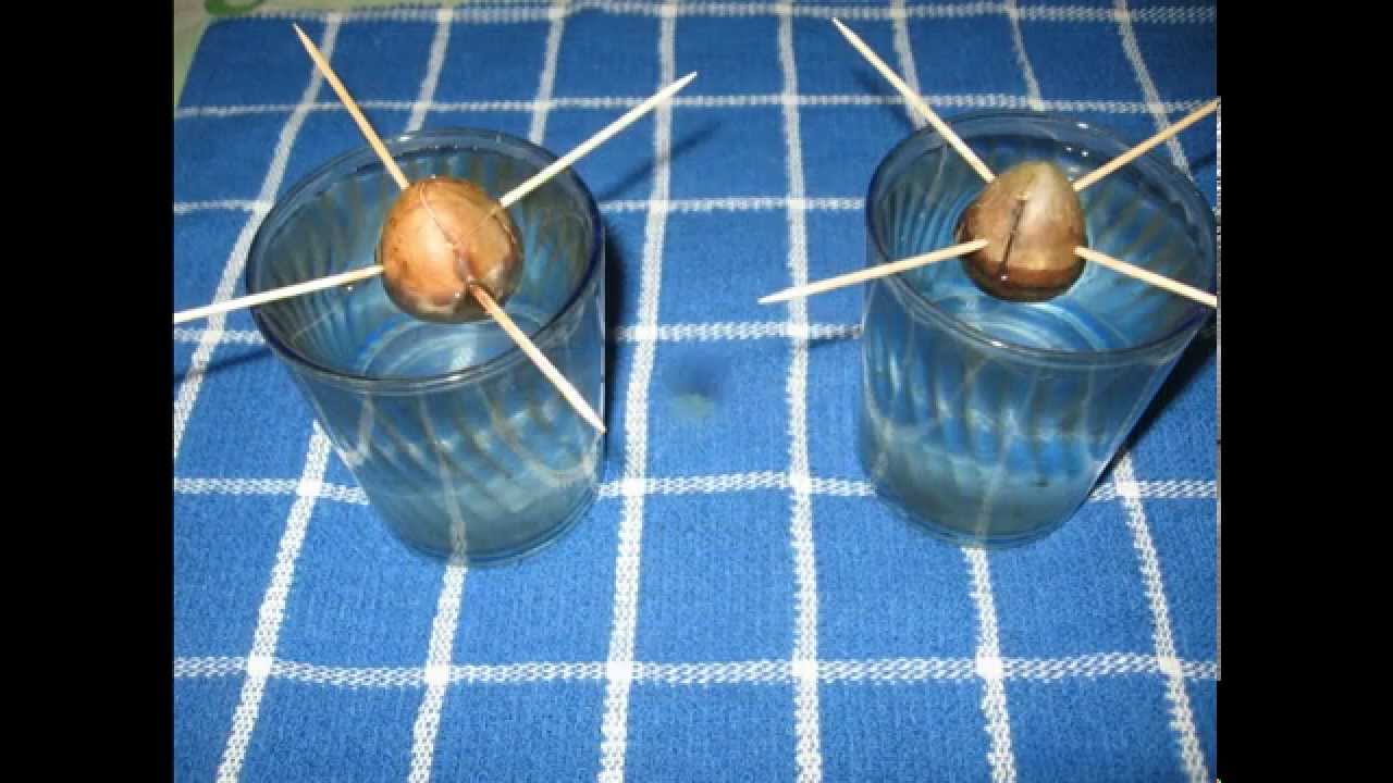 Como germinar una semilla de aguacate con cuatro palillos