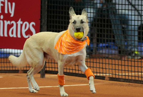 Perros recogepelotas para fomentar la adopción Perros recogepelotas para fomentar la adopción