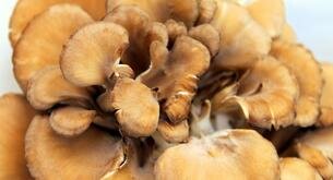 Los beneficios del hongo maitake