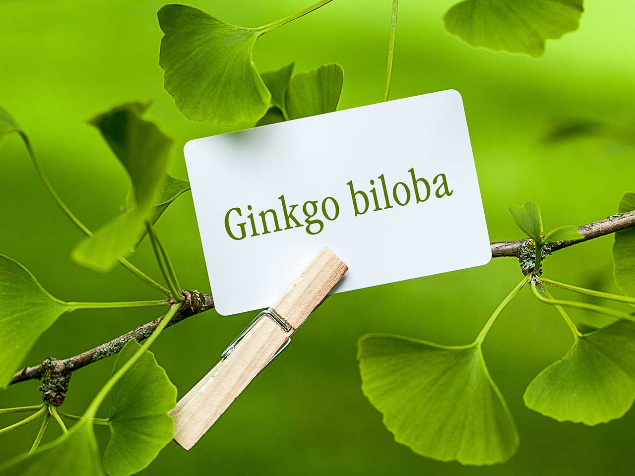 Las asombrosas propiedades del gingko biloba