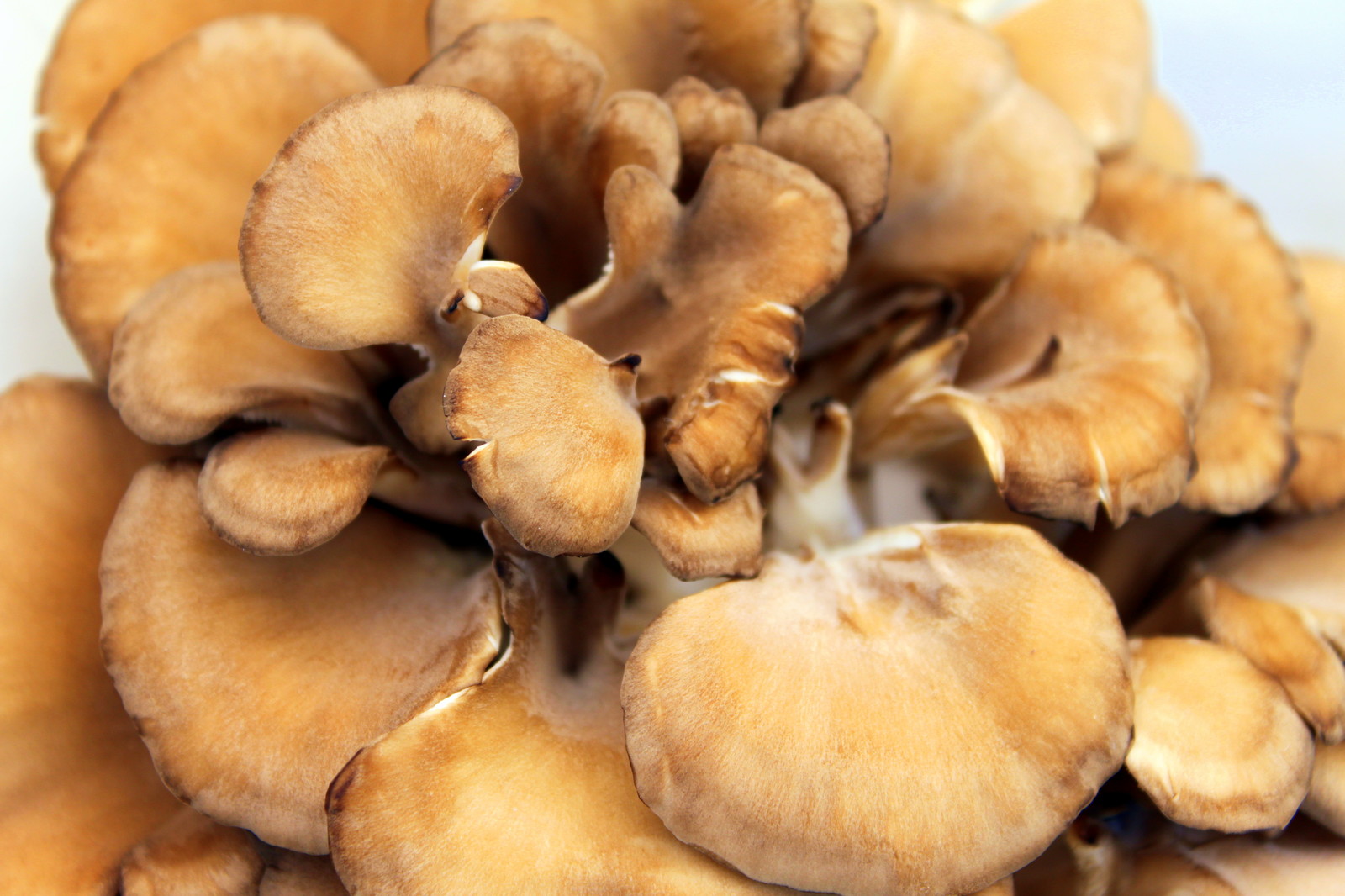 Los beneficios del hongo maitake