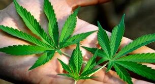 Usos medicos del cannabis