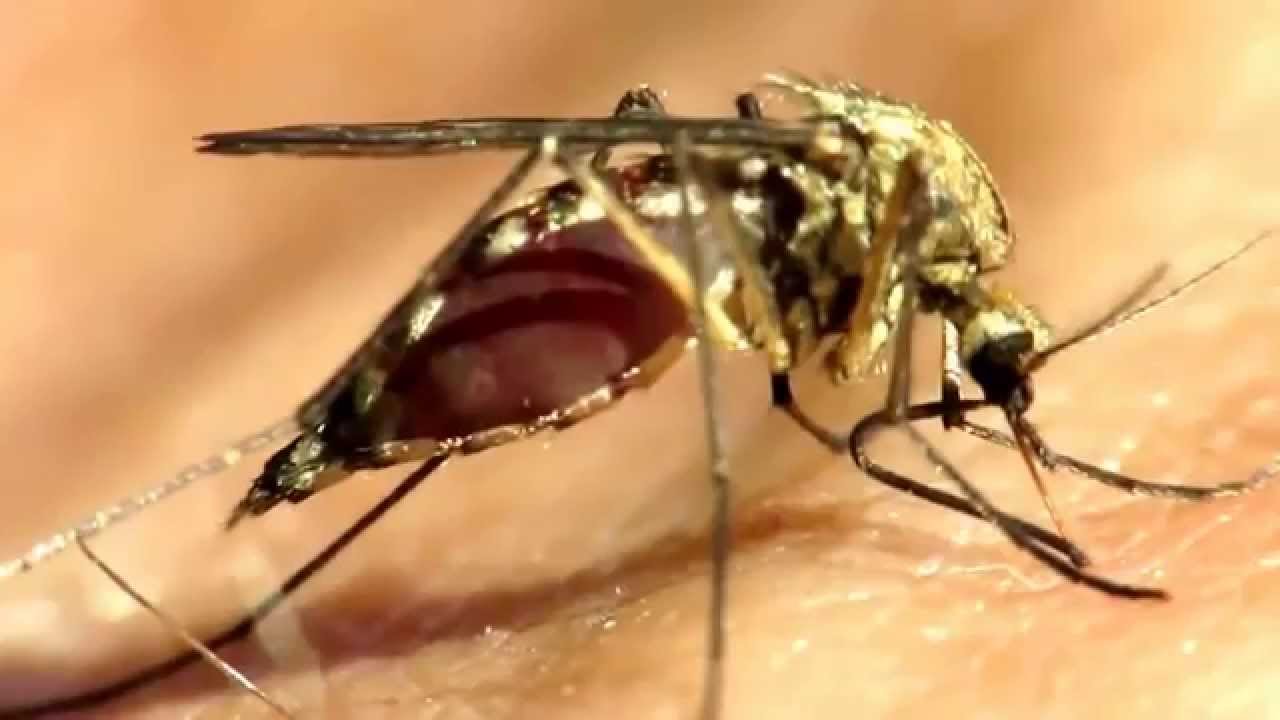 ¿Por qué te pican los mosquitos a ti siempre? ¿Por qué te pican los mosquitos a ti siempre?