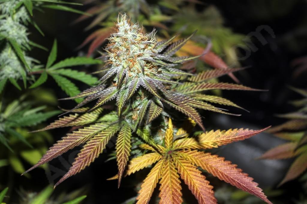 La marihuana alivia mas a los hombres que a las mujeres La marihuana alivia mas a los hombres que a las mujeres
