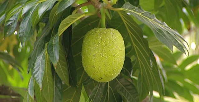 fruto baobab