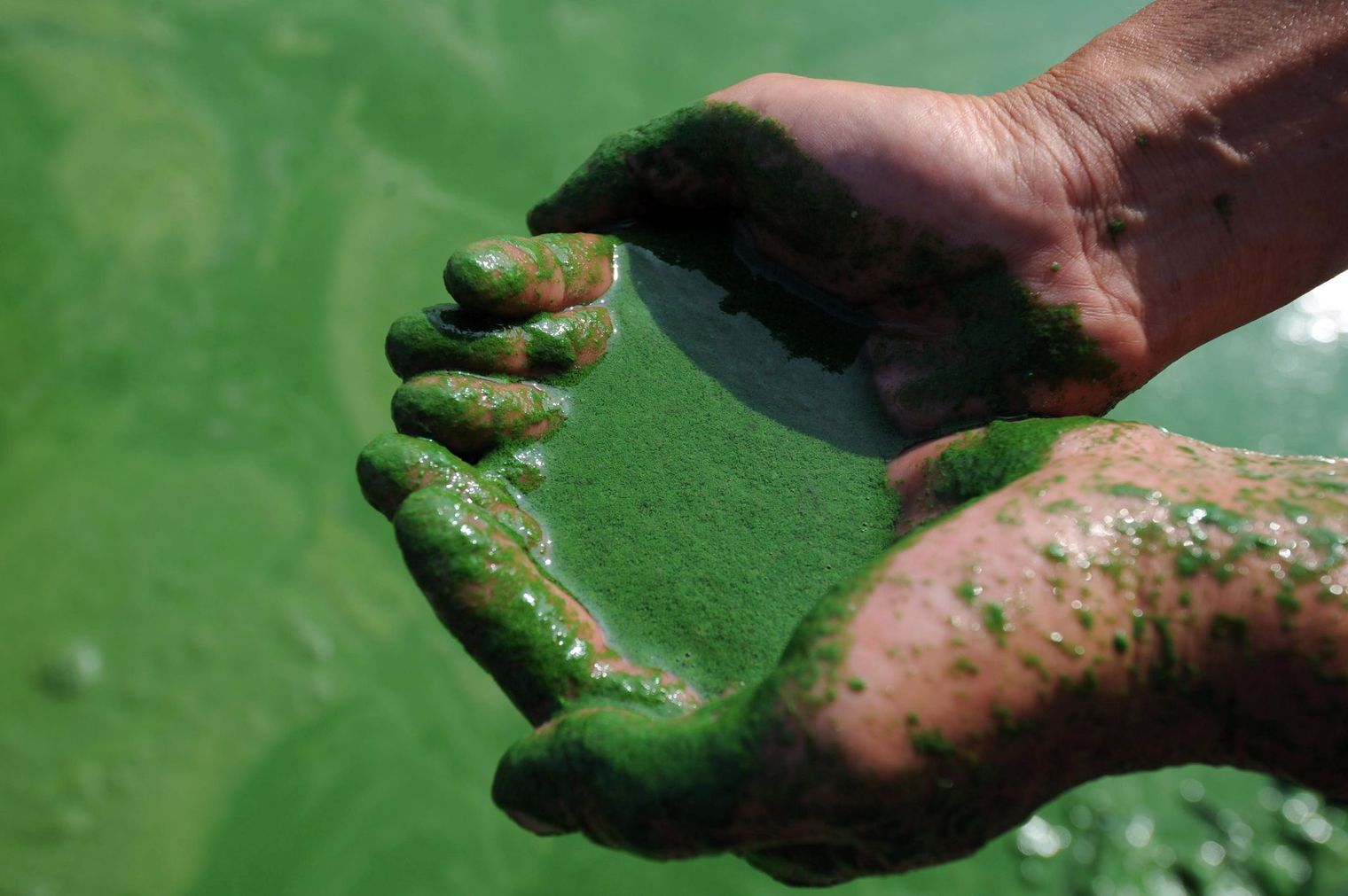 ¿Qué es la espirulina y para qué sirve?