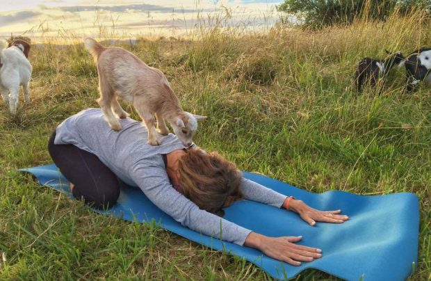 La moda de hacer yoga con cabras