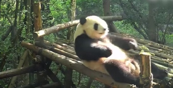 oso panda haciendo abdominales