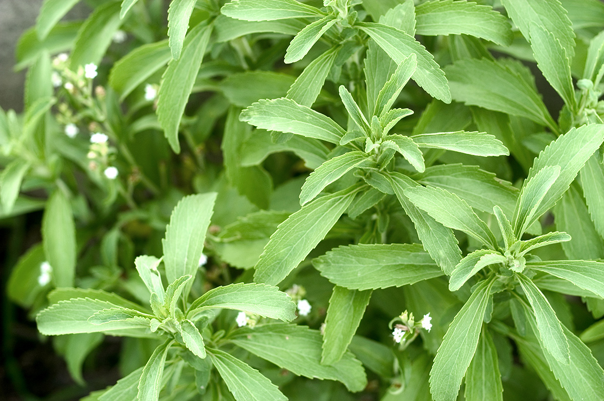 forma de preparar stevia