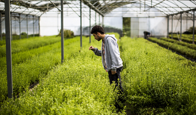 Mentiras de la stevia: ¿es verdad todo lo que leemos de ella?