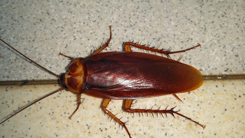 cucaracha en el craneo 