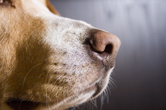 Los perros pueden detectar el cáncer de mama