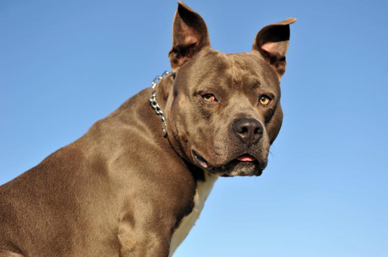 ¿Qué hacer si te muerde un perro? ¿Qué hacer si te muerde un perro?