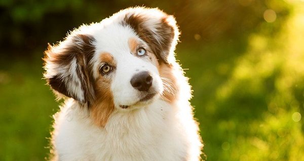 El 2027 ya podr谩s hablar con tu perro El 2027 ya podr谩s hablar con tu perro
