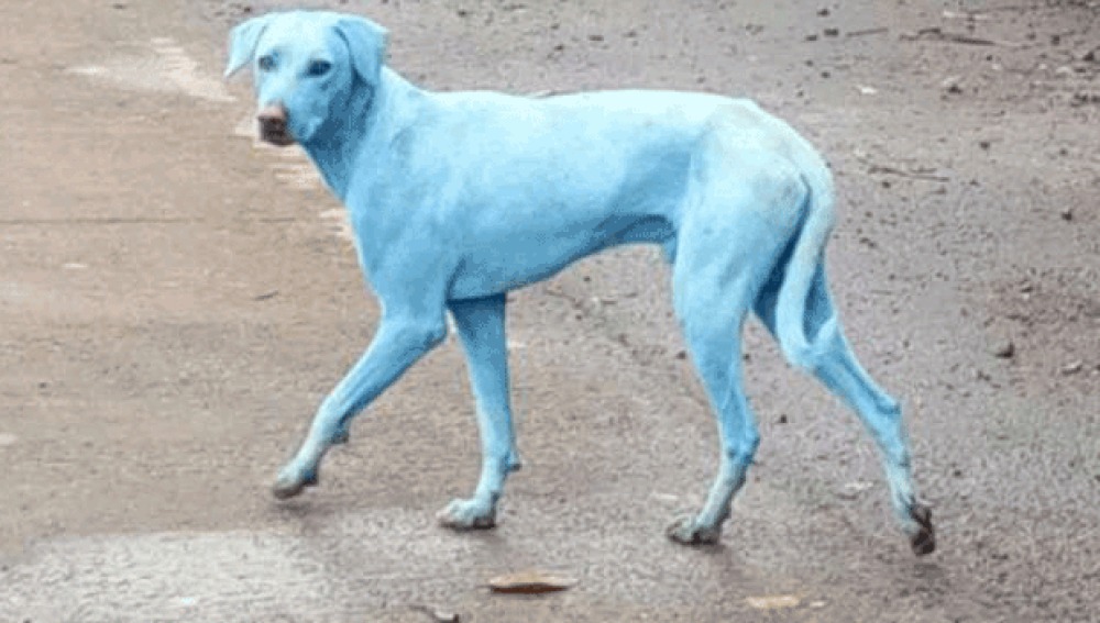 La triste razón por la que los perros se están volviendo azules en la India