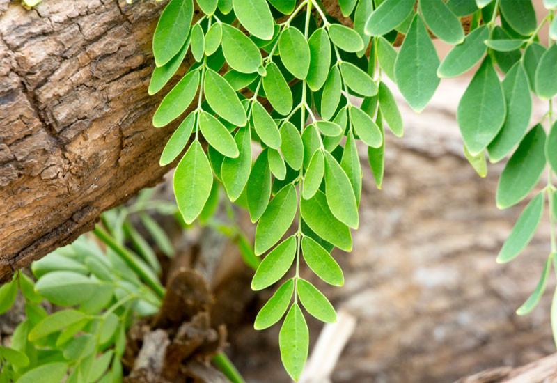 moringa vegetarianos