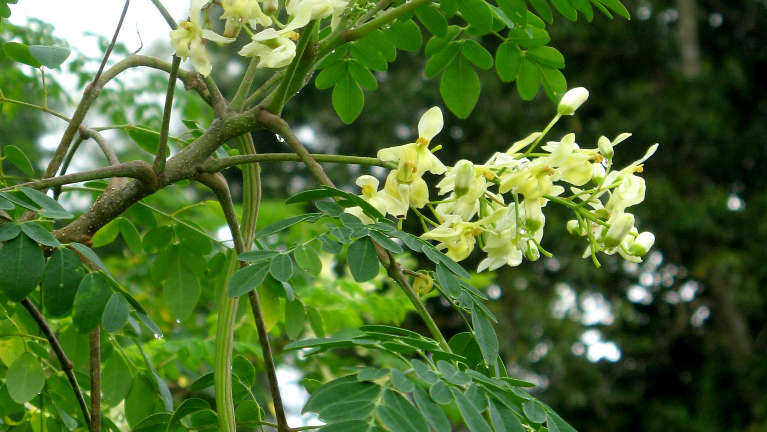 mentiras de las semillas de moringa 