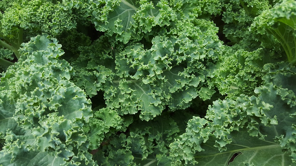 Problemas del kale: ¿es bueno para todos?