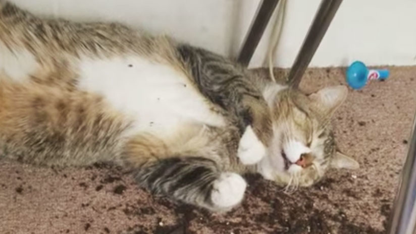 Esto es lo que ocurre cuando un gato se come una planta de marihuana Esto es lo que ocurre cuando un gato se come una planta de marihuana