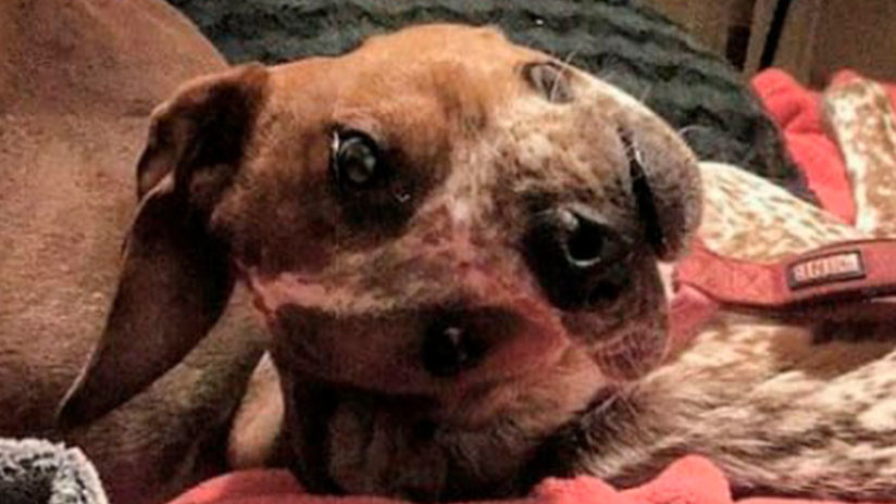 ¿Por qué es este perro “deforme”? La foto que trae de cabeza a Internet