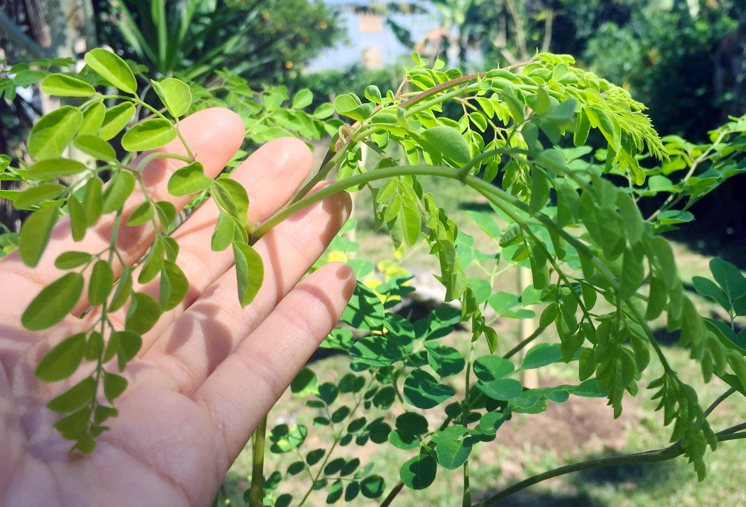 intoxicacion moringa 