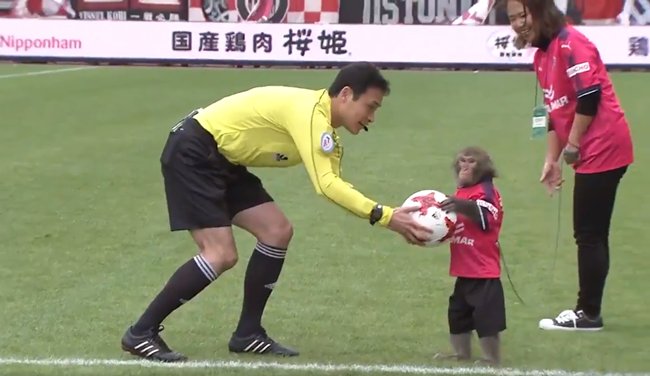 Este “mono futbolista” desata la polémica en Japón