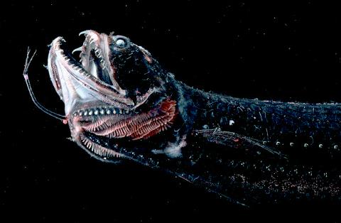 Estas son las 4 formas más brutales de morir según la ciencia Estas son las 4 formas más brutales de morir según la ciencia