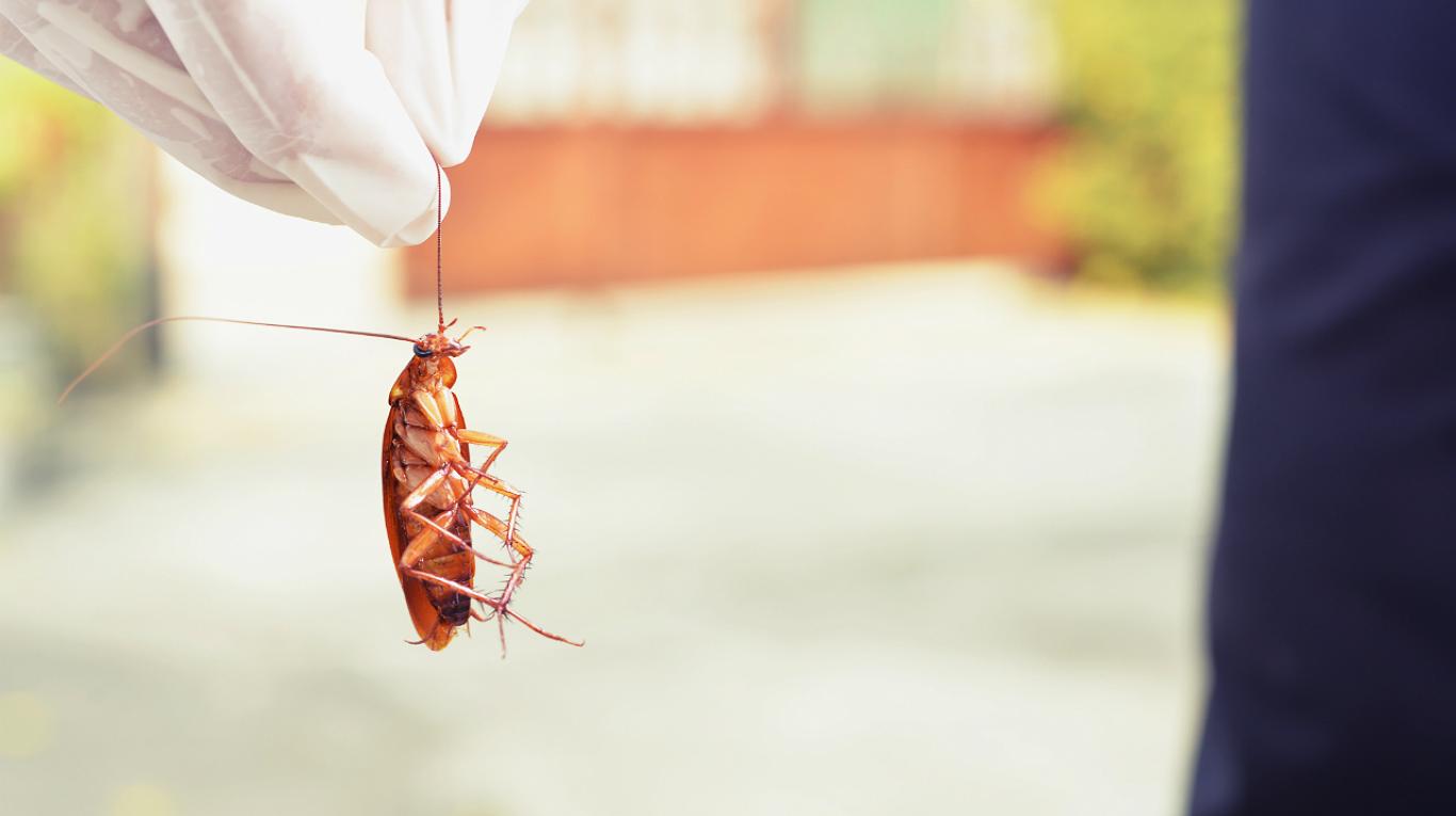 Formicofilia: gente que disfruta del sexo con insectos Formicofilia: gente que disfruta del sexo con insectos
