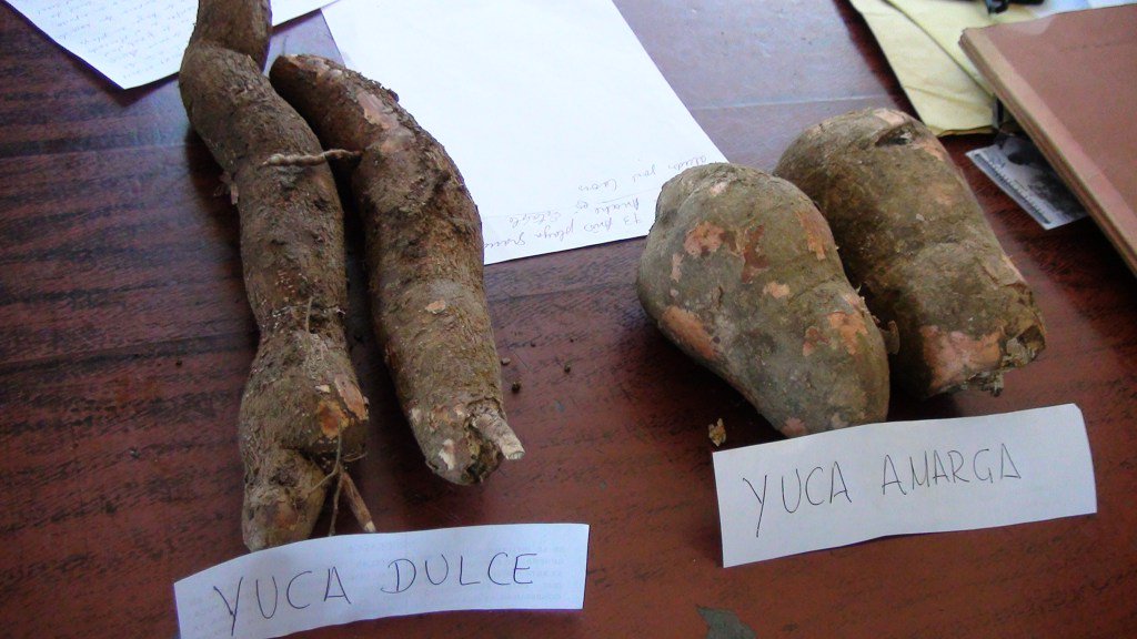 yuca venenosa