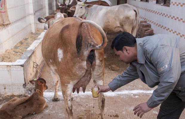 beber orina de vaca