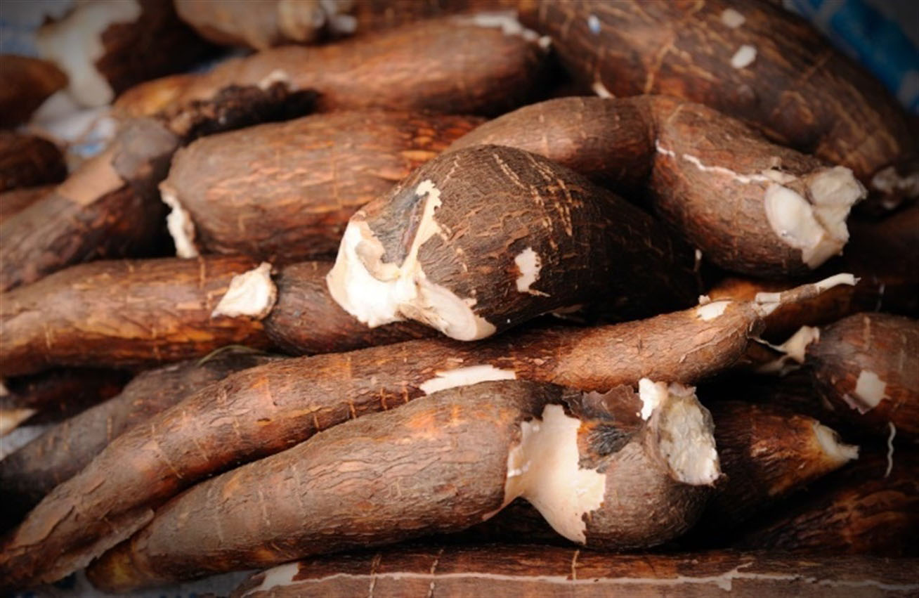 ¿Cuál es la diferencia entre ñame y yuca? ¿Cuál es la diferencia entre ñame y yuca?